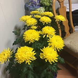 Meet your Posher, Binh